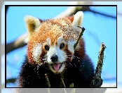 Panda, Pandka ruda, Czerwona, Drzewo