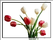 Białe, Czerwone, Tulipany