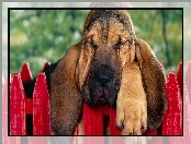 Bloodhound, Czerwone, Sztachety