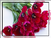 Bukiet, Czerwone, Tulipany