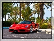 Czerwone, Ferrari Enzo, Palmy