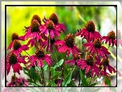 Czerwone, Jeżówka, Kwiaty, Echinacea