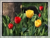 Żółte, Czerwone, Tulipany