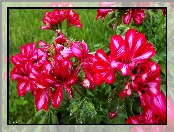 Czerwone, Pelargonie