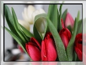 Czerwone, Tulipany