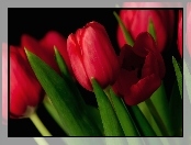 Czerwone, Tulipany