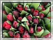 Czerwone, Tulipany