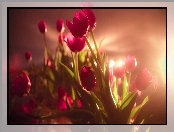Czerwone, Tulipany