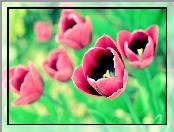 Czerwone, Tulipany