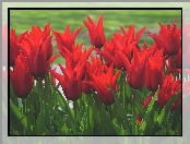 Czerwone, Tulipany