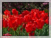 Czerwone, Tulipany
