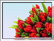 Tulipany, Czerwone, Biedronki