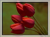 Tulipany, Czerwone, Bukiet