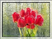 Czerwone, Deszcz, Tulipany, Szyba