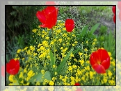 Czerwone, Kwiaty, Tulipany, Żółte