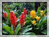 Żółte, Liście, Kwiaty, Czerwone