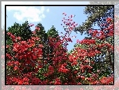 Drzewa, Czerwony, Rododendron