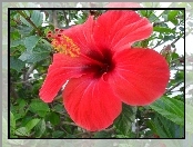 Czerwony, Hibiskus