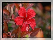 Czerwony, Hibiskus