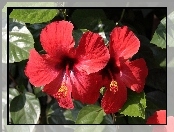 Czerwony, Hibiskus