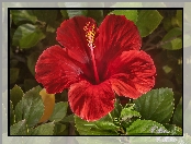 Hibiskus, Czerwony, Kwiat