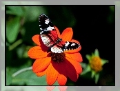 Motyl, Czerwony, Kwiat