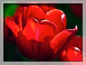 Czerwony, Tulipan