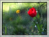 Czerwony, Bokeh, Tulipan, Kwiat