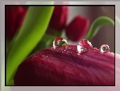 Czerwony, Makro, Tulipan, Krople