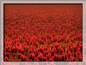 Pole, Czerwonych, Tulipanów