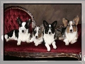 cztery, psy, Welsh corgi cardigan