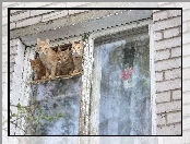 Cztery, Okno, Koty, Stare