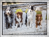 Cztery, Kamienna, Owczarek staroangielski Bobtail, Balustrada, Psy, Owczarek australijski, Border collie, Retriever z Nowej Szkocji