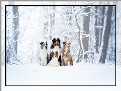 Cztery, Zima, Drzewa, Psy, Owczarek australijski, Berneński pies pasterski, Spaniel kontynentalny miniaturowy Papillon