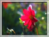 Dalia, Macro