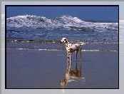 Pies, Dalmańczyk, Morze