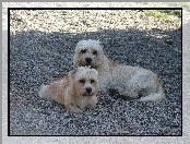 Dandie Dinmont Terrier, kamyki