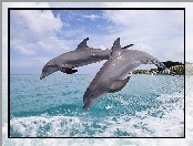 Dwa, Delfinki, Morze