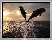 Delfiny, Morze, Zachody Śłońca