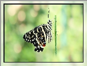 Motyl, Czarny, Papilio demodocus