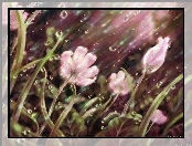 Kwiaty, Deszcz, Krople