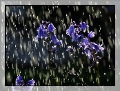 Deszcz, Dzwoneczki, Niebieskie, Kwiatuszki