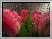 Deszcz, Czerwone, Tulipany, Szyba, Krople