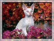 Biały, Devon Rex