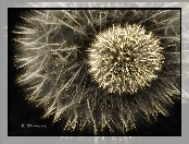 Dmuchawce, Fractalius
