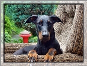 Doberman, Pysk, W, Fotelu