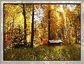 Las, Domek, Jesień