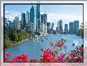 Domy, Australia, Kwiatki, Brisbane