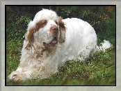 dorosły, Clumber spaniel, trawa