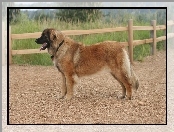 Leonberger, drewniane, ogrodzenie